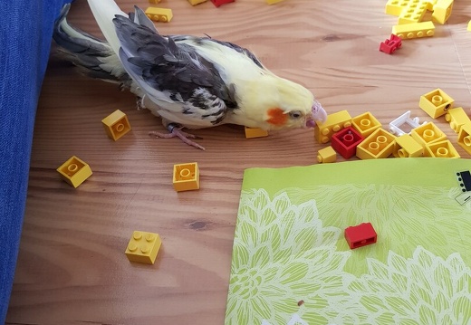 Lego-Bautage 2021 xx